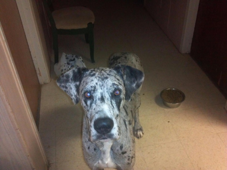 272068_397621646988605_839059911_o