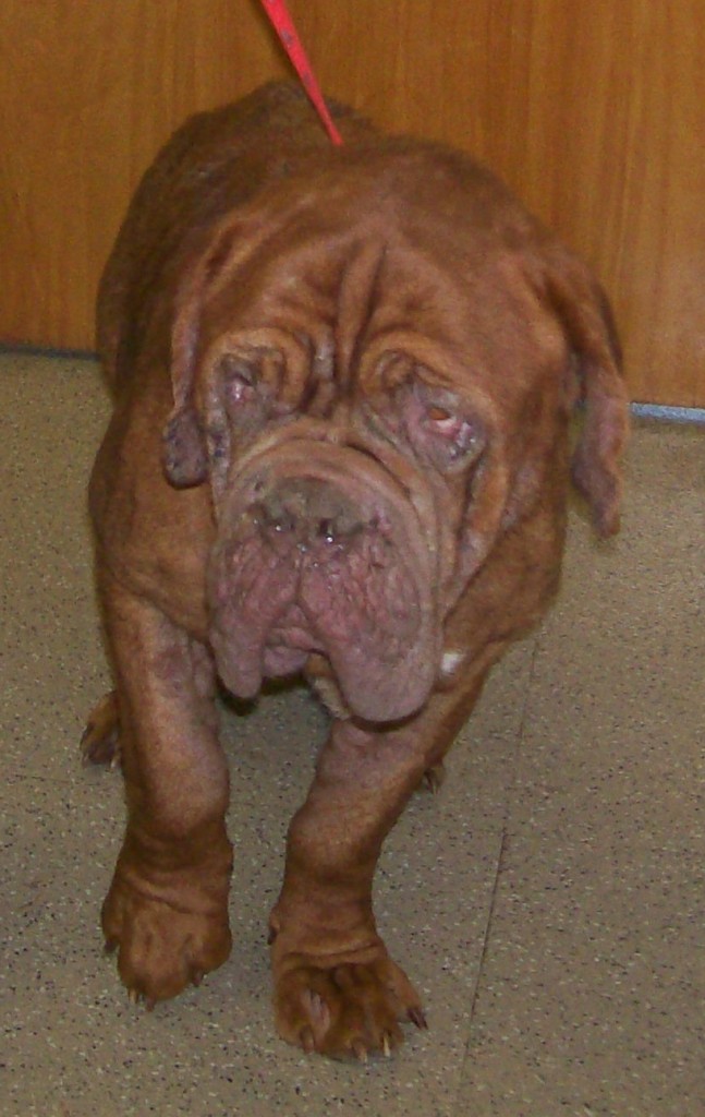 Bordeaux Mastiff Herculees