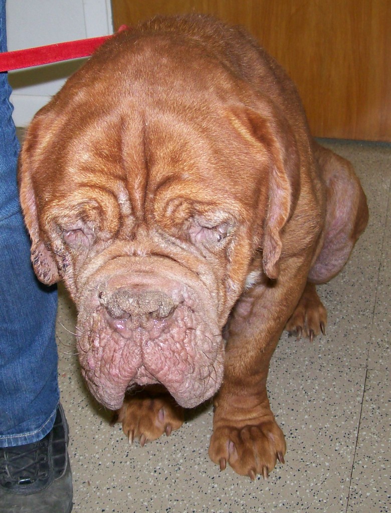 Herculees 3 yr old Bordeaux Mastiff 1