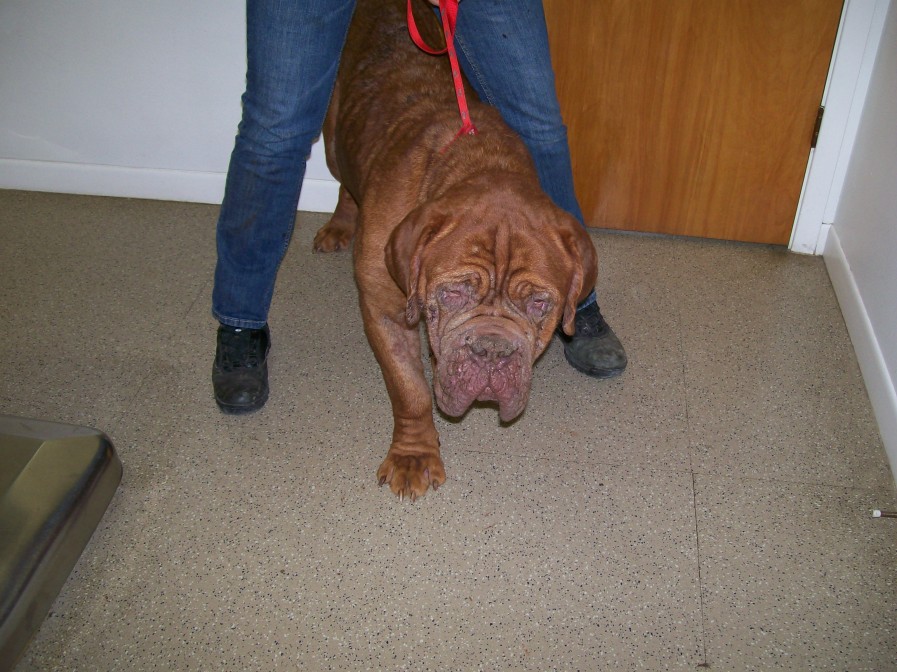 Mastiff & Golden - Rockport 1 10 13 001