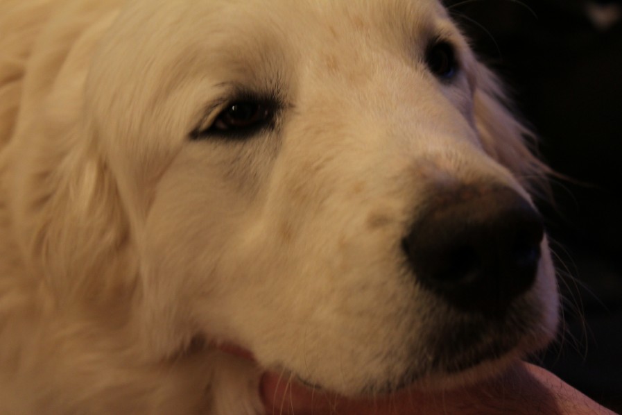 Nanook face close up eyelashes