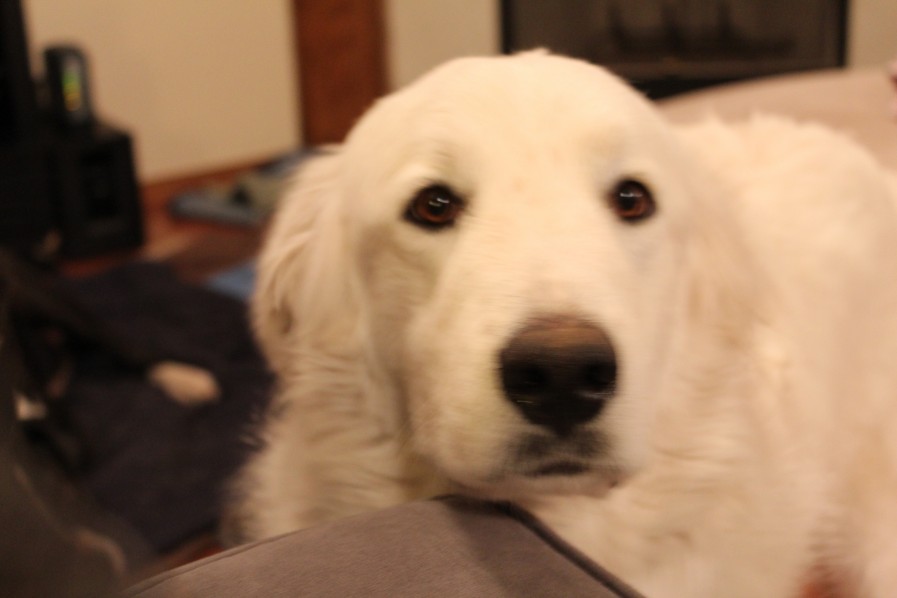 Nanook face forward-close up