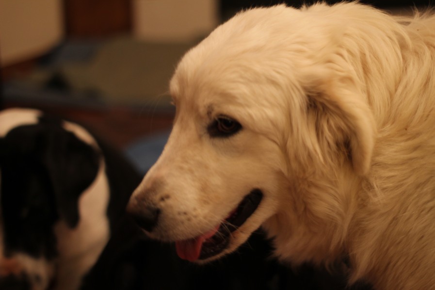 Nanook side profile face smiling