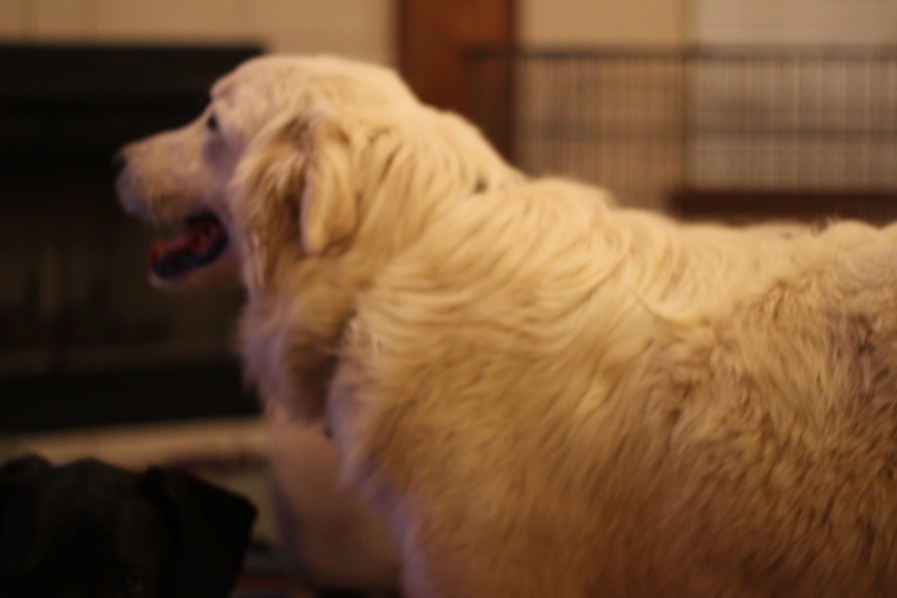 Nanook side profile-fuzzy