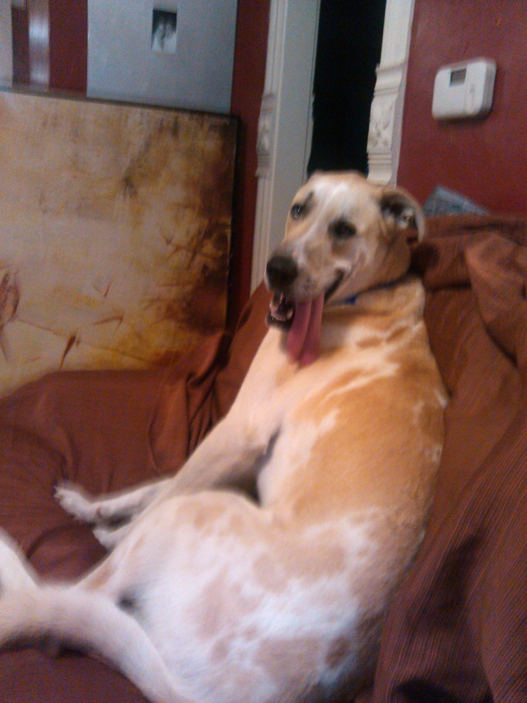 Rocky on couch tongue out