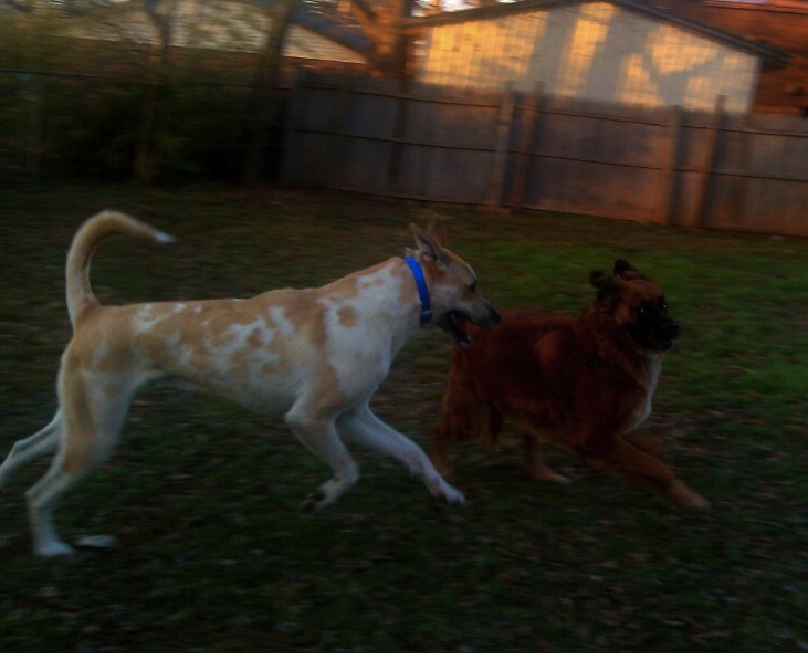 Rocky playing outside-chase-CROPPED