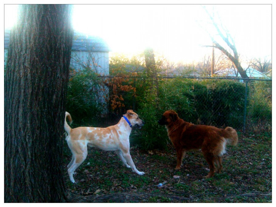 Rocky playing outside face-off