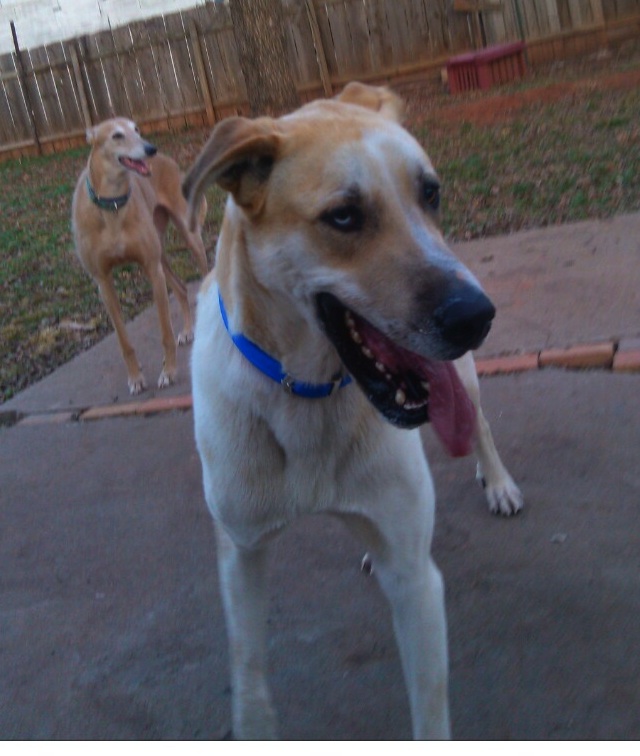Rocky standing tongue out-Cropped