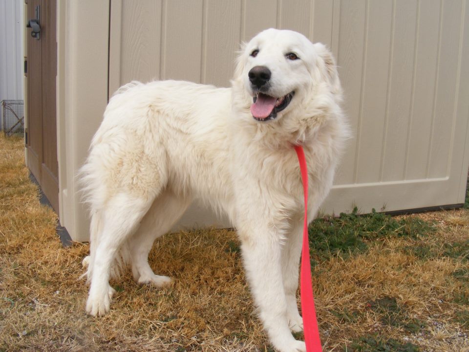 Snowman_incoming STG foster