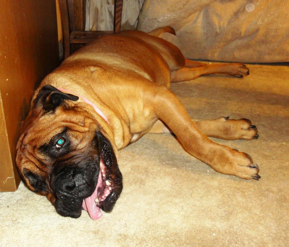 380711_446608885363312_990465269_n