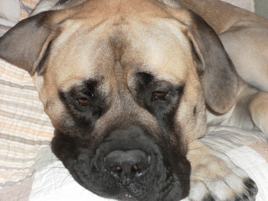 SAMSUNG DIGITAL CAMERA