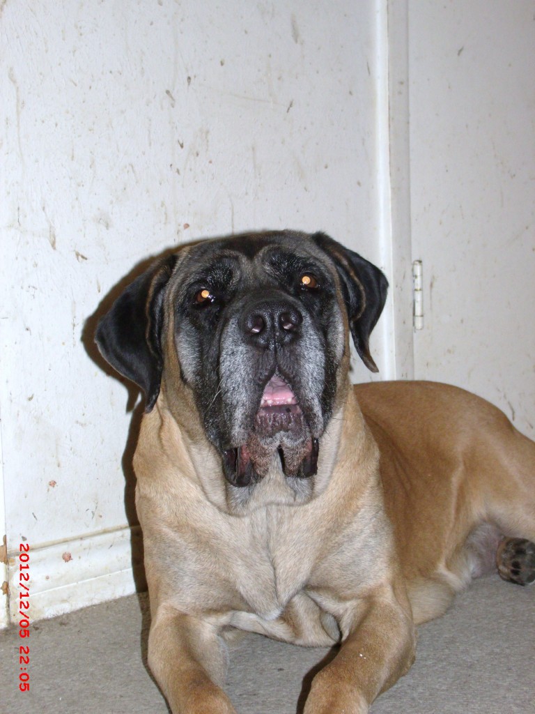 GEDSC DIGITAL CAMERA